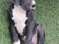 Great Dane (Danua A Şecereli )