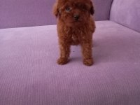 Poodle yavrularımız Mini boy ırk garantili teslim