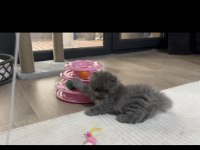 British longhair dişi kedimiz