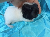 Üreticisinden Safkan Coronet Bebek Ginepig