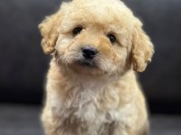 Maltipoo erkek yavru üç aylık