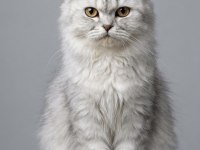 British longhair kedisi