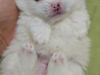 MİNİ POMERANİAN KÖPEKLER