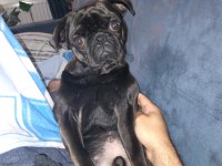 SEVİMLİ PUG OĞLUMUZ ŞÜKRÜ