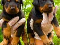 Doberman yavrularımız