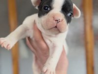 French bulldog yavrularım