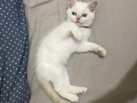 Yavru british shorthair kızım