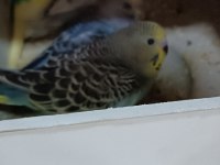 Asil kan hobi üretim muhabbet kuşu