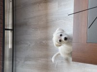 Maltese terrier Rus finosu kırması oğlumuza yuva