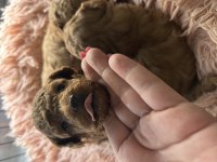 Minyatür red poodle yavrularım