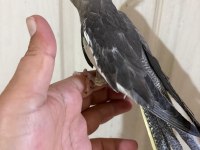 45 günlük konuşturmalık grey bebek sultan papağanı