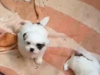 3 disi 1 erkek a kalite shihtzu