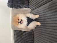3 Aylık erkek pomeranian boo