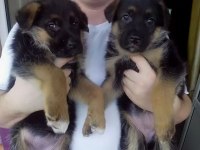 German sheppard puppies