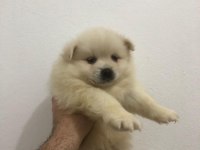 A KALİTE POMERANİAN SPİTZ YAVRULAR