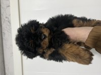 Fantom Maltipoo Nadir Renk