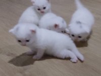 6 Scottish Fold Yavru
