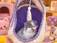 Safkan blue white pure persian yavrumuz