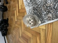 Ev ortamından Boz renk Scottish Fold Dişi