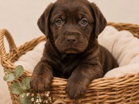 SAFKAN LABRADOR RETRİEVER YAVRULARIMIZ
