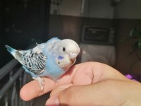 4 erkek 1 dişi muhabbet kuşları