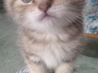 Güzel scottish fold yavrular