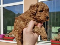 SEVİMLİ TOY POODLE YAVRULARIM 