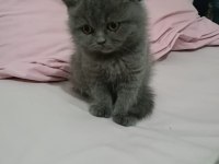 Ailevi nedenlerden dolayı satılıkkedimiz