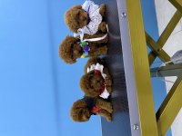 Bebek Toy Poodle