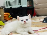 Orijinal British Shorthair