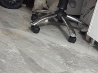 Safkan british shorthair ayı surat bebek