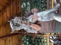 Kalitenin Adresi Big Claw Maine Coon