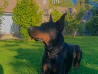 3 yaşında şecereli doberman