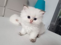 Orjinal British longhair yavrular