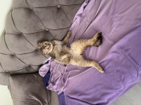Scottish Fold NY25 3 Yaşında