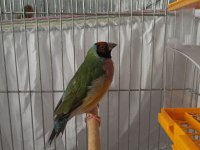 Erkek Golden Finch