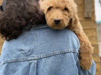 Dev Poodle Yavrularımız Yeni Ailelerini Bekliyor