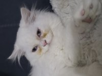 Chinchilla 3 aylık kedimiz