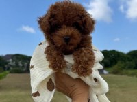 Safkan toy poodle kilo garantili yavrular