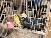 Biri dişi biri erkek muhabbet kuşu