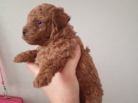 2 erkek poodle 2 aylık