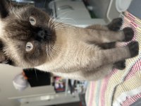 Yetişkin 1 dişi ve 1 erkek kedi ücretsiz sahiplendirilecek