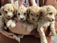 A KALİTE SAFKAN MALTİPOO