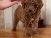 Toy poodle safkan köpeğimiz