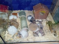 Yavru hamsterlarım