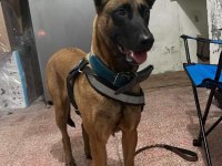 Belçika malinois köpeği