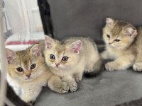 Golden renkte british shorthair 2 aylık bebekler
