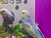 30 35 günlük bebek muhabbet kuşu yavrular