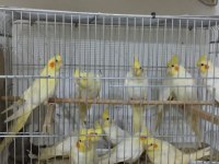 Lutino sultan papağanı bebişler