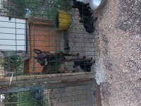 Rezerve iptali simsiyah erkek malinois